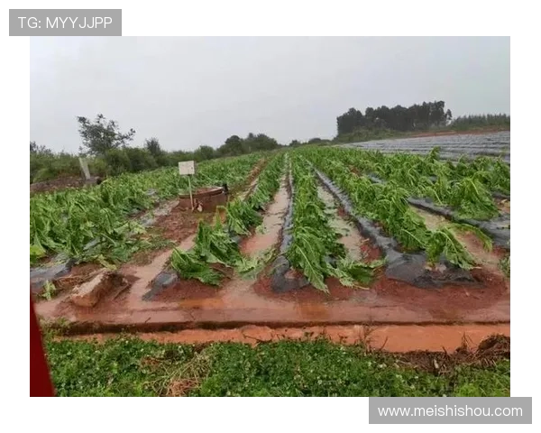 天气因素对农业生产的影响及应对策略研究 天气因素对农业生产的影响及应对策略研究
